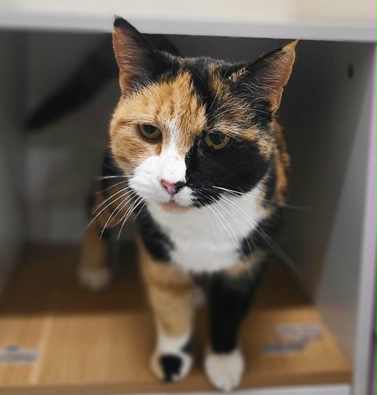 Picture of the Animal Listed